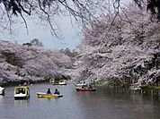 井の頭公園 575m