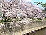 周辺：引地川の桜(湘南台高校付近)まで420m、春には桜並木が楽しめます。