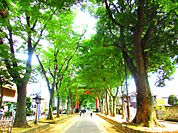 氷川参道まで約1100ｍ