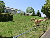 よこはま動物園ズーラシアまで2508m、世界中の野生動物を展示している国内でも最大級の動物園。ポニーの乗馬体験、モルモット等とのふれあいは小さなお子様にも人気。