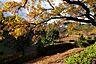 周辺：薬師池公園　距離約500m