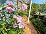 周辺：花の咲く植栽沿いのレンガ敷き通路