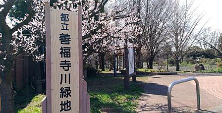 善福寺川緑地まで239m