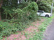 本物件は道路の左側（白い車の手前まで）
