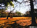 駒場公園まで4...
