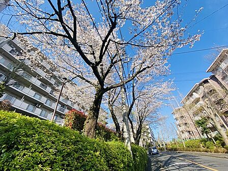 周辺の街並み 目の前は桜が咲いています。（10m）