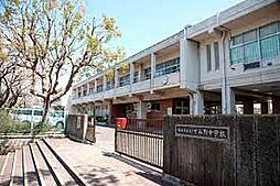 [周辺] 横浜市立いずみ野中学校　240ｍ