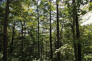適度に木立を伐採してバランスよく建築を。