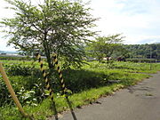 有機栽培”家庭菜園”に最適”