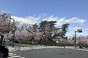 【公園】小田原城址公園まで140ｍ