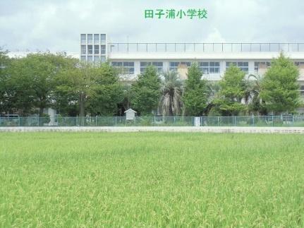 画像13:田子浦小学校(小学校)まで601m